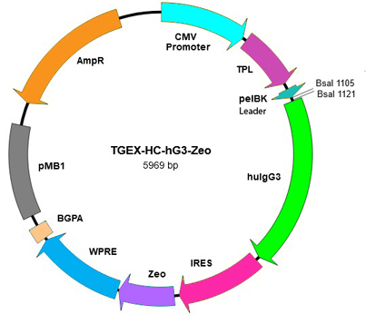 TGEX-HC-hG3-Zeo map